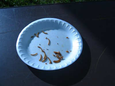 IMG_6912.JPG