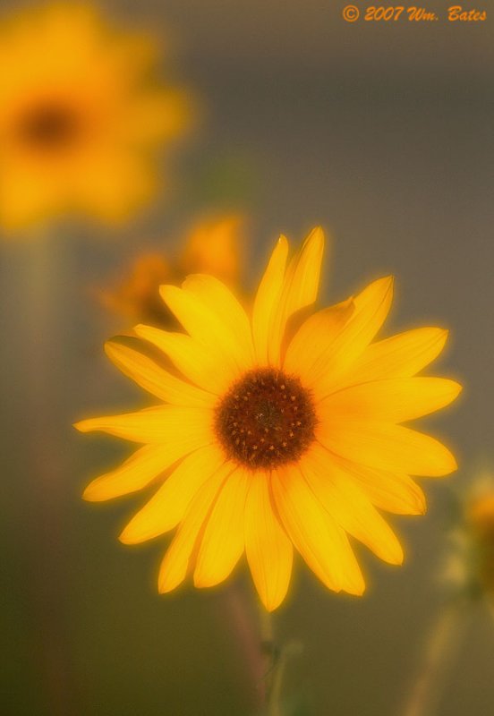 Sunflower 1 08_22_07.jpg