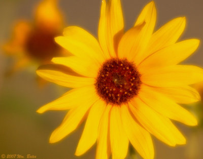 Sunflower 2 08_22_07.jpg