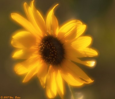 Sunflower 3 08_22_07.jpg
