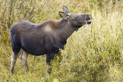 Moose Calf 09_21_07.jpg