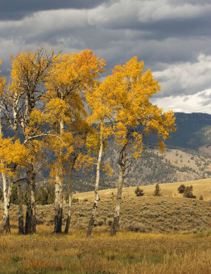 Aspens 09_22_07.jpg