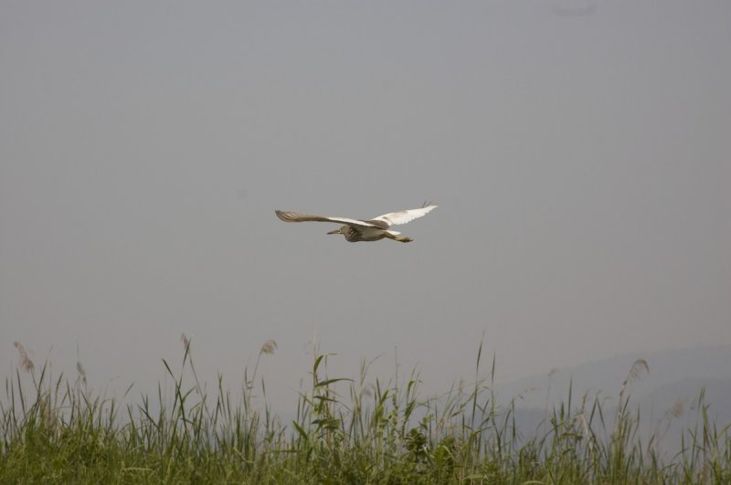 Bird over Inle Lake