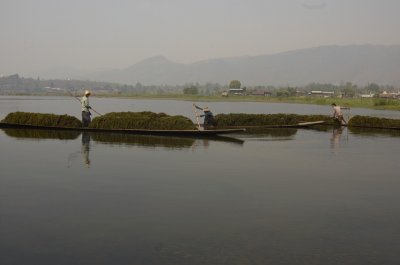 Farmers are gathering aquatic plants, Inle Lake