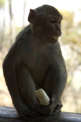 Monkey eats banana, Mount Popa