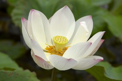 Lotus flower