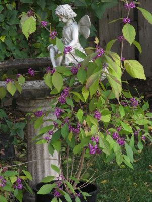 Angel Bird Bath & Beauty Berry Bush