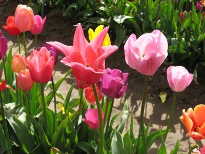 Tulip Bouquet 2008