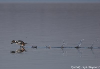 Hvinand female