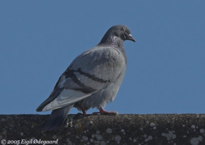 Klippedue (Columba livia)