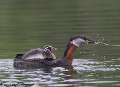 Grstrubet Lappedykker + juv