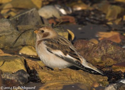 Snespurv (Plectrophenax nivalis)