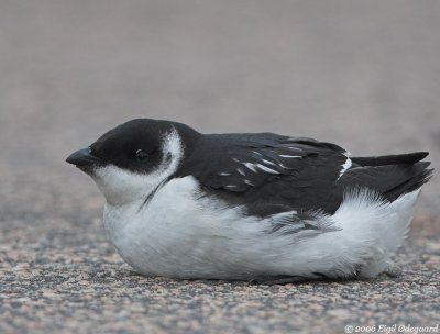 Skonge