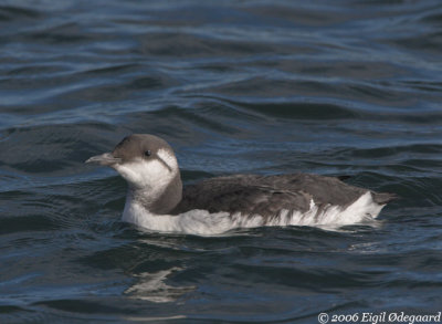 Lomvie (Uria algee)