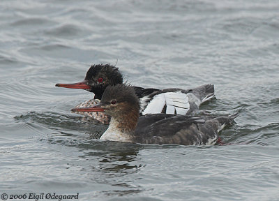 Toppet Skallesluger male+female