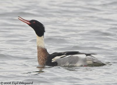 Toppet Skallesluger male