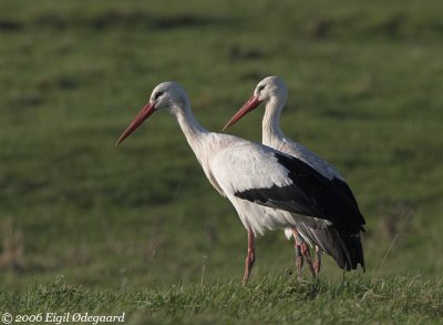 Hvid Stork (Ciconia ciconia)
