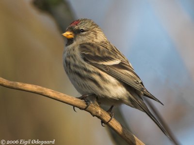 Graasisken (Carduelis flammea)