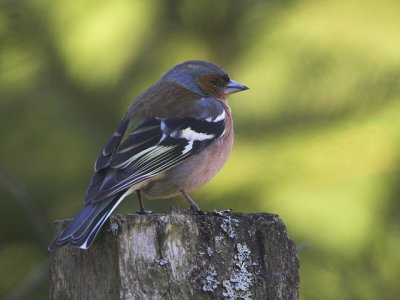 Bogfinke male