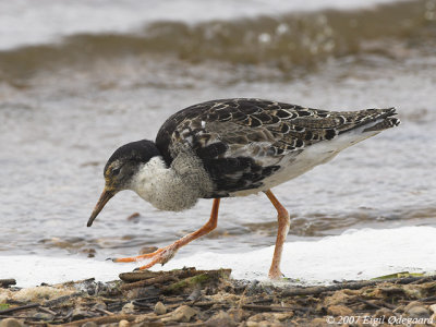 Brushane (Philomachus pugnax)