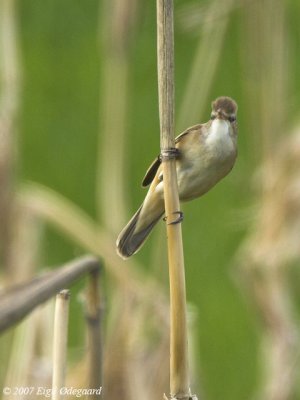 DrosselRrsanger (Acrocephalus arundinacus)