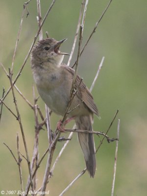 Grshoppesanger (Locustella naevia)