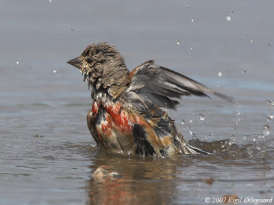 Tornirisk male