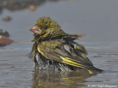 Grnirisk (Carduelis cloris)