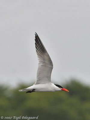 Rovterne (Hydroprogne caspia)