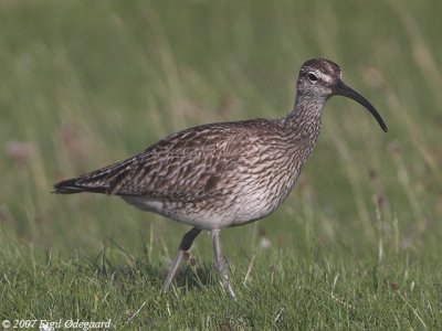 Lille Regnspove (Numenius phaeopus)