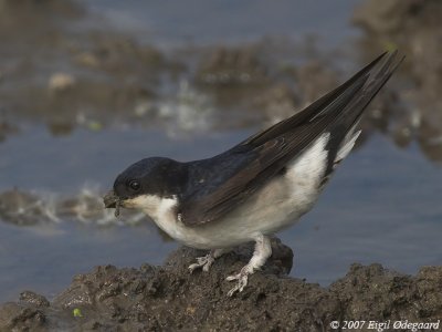 Bysvale (Delichon urbica)