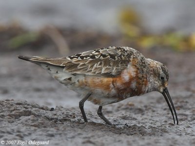 Krumnaebbet Ryle (Calidris feruginea)