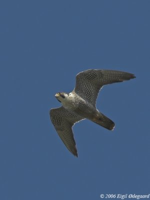 Vandrefalk (Falco peregrinus)