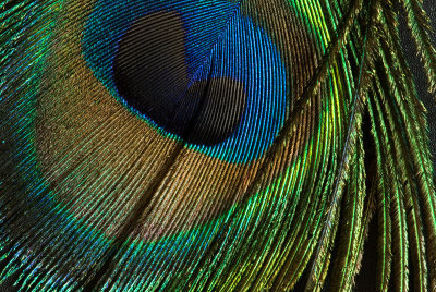 peacock-eye-2.jpg
