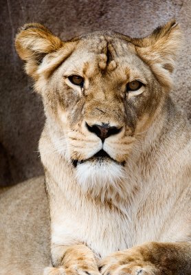 lioness.jpg