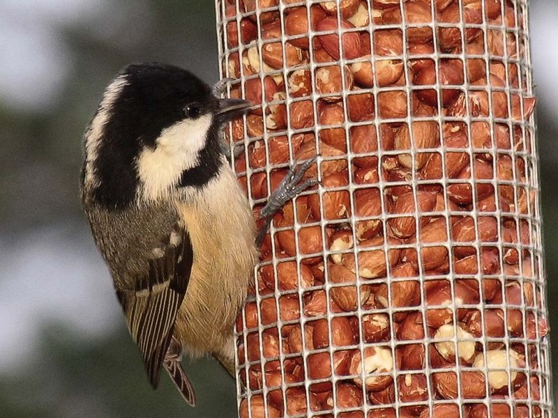 Coal Tit