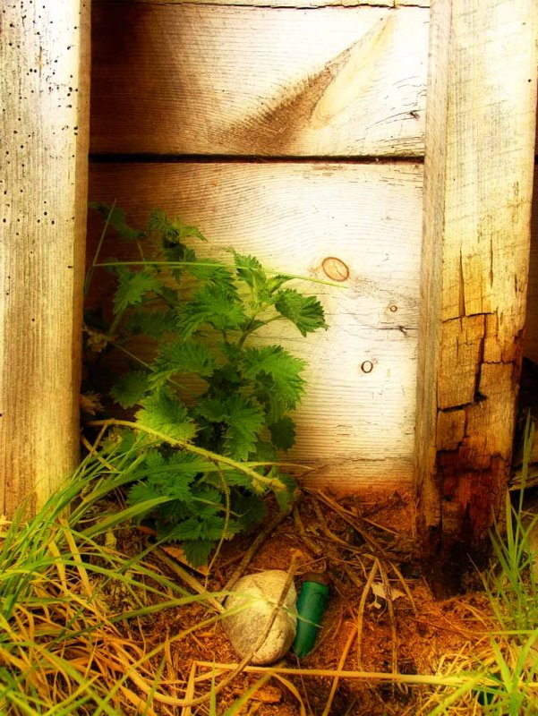 Nettle