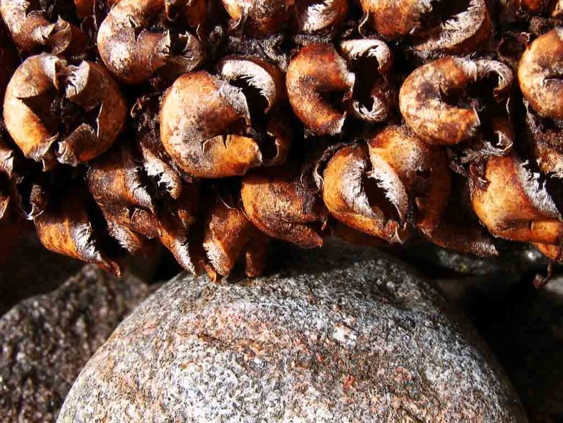 Seed heads and Stone