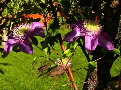 15th October Clematis