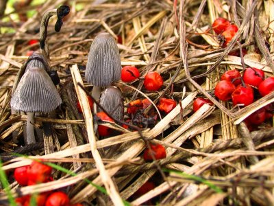 Berries and fungus