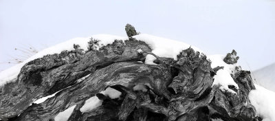 Snow covered tree stump