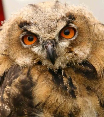 Young Eagle Owl