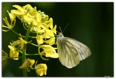 bianco su giallo su verde