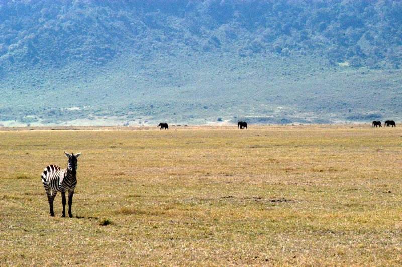 Ngorongoro