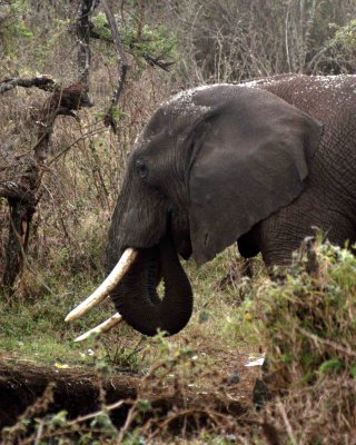 Ngorongoro