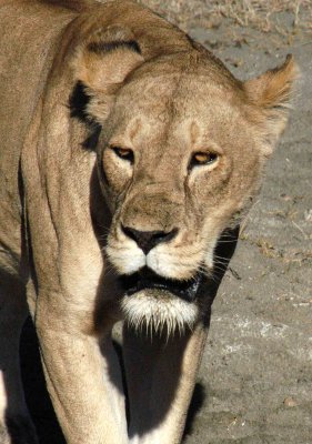 Ngorongoro