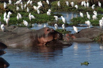 Ngorongoro