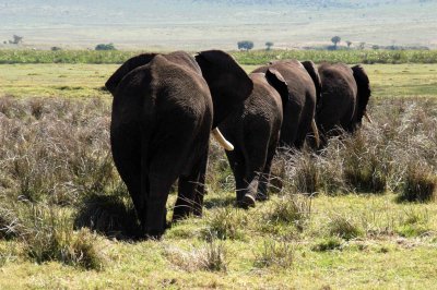 Ngorongoro