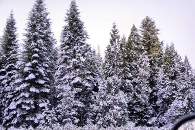 the trees look nice with the snow on them