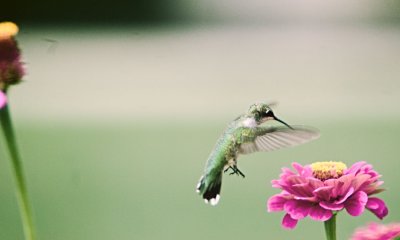 Hummer_1.jpg